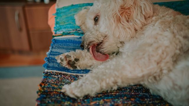 dog licking paws and limping