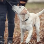 dog won't listen