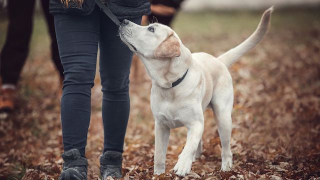 dog won't listen