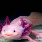 How Long Do Axolotl Live