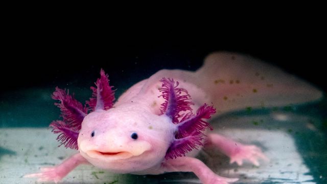 How Long Do Axolotl Live