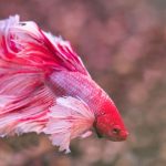 what human food can betta fish eat