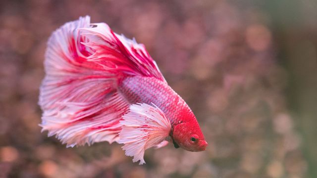 what human food can betta fish eat