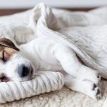 What Do Dogs Dream About When They Cry