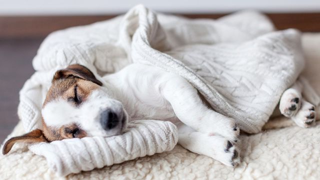 What Do Dogs Dream About When They Cry