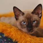 Why Do Siamese Cats Bite So Much?