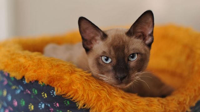 Why Do Siamese Cats Bite So Much?