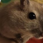 are gerbils nocturnal