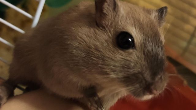 are gerbils nocturnal