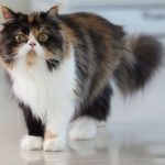 are persian cats hypoallergenic