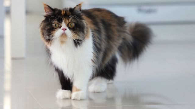 are persian cats hypoallergenic