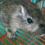 best gerbil cage
