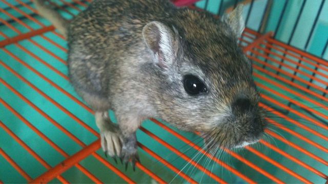 best gerbil cage