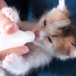 How to Bottle Feed a Kitten That Won’t Eat