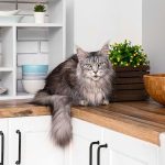 How to Train a Cat to Stay Off Counters