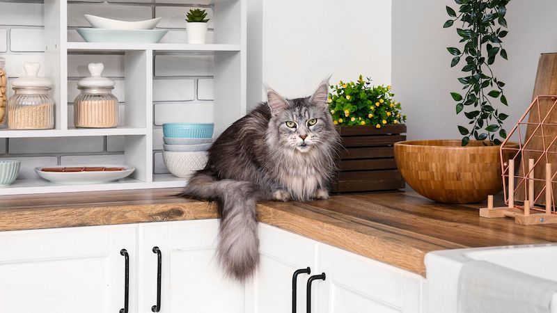 How to Train a Cat to Stay Off Counters