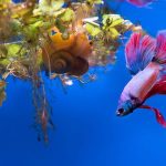 how long are betta fish pregnant