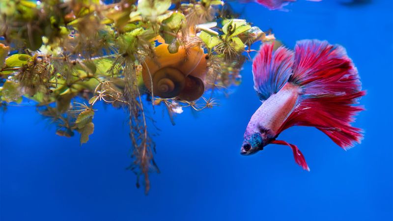 how long are betta fish pregnant