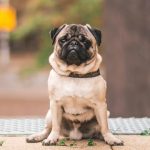 Home Remedies for Dog Scooting