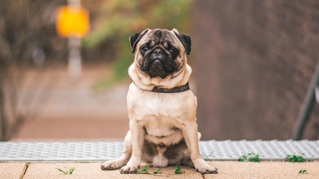 Home Remedies for Dog Scooting