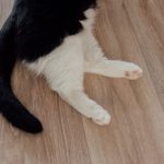 why do cats have tails