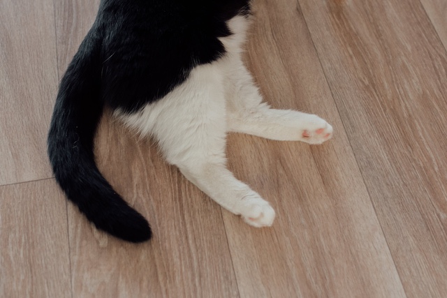 why do cats have tails