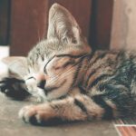 Dos an indoor cat need a rabies shot