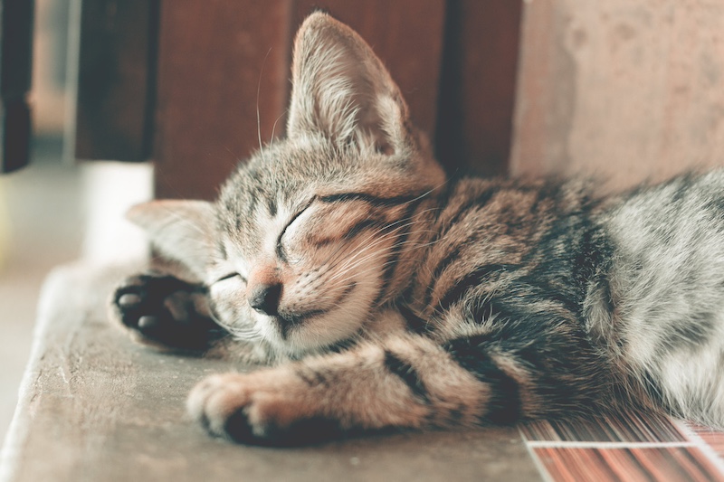 Dos an indoor cat need a rabies shot