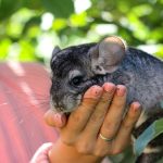 chinchilla as a pet
