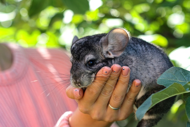 chinchilla as a pet
