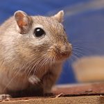 do_gerbils_stink