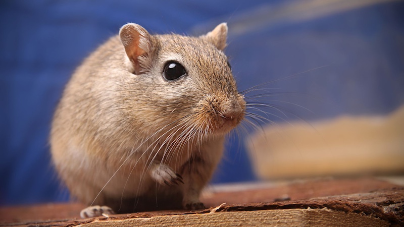 do_gerbils_stink