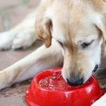 dog won't eat but drinks water