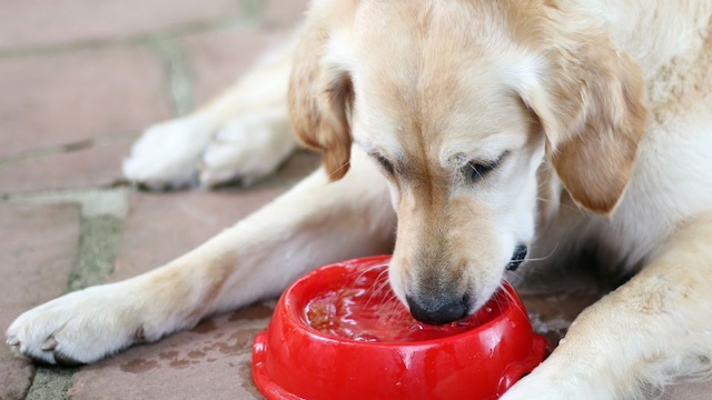 dog won't eat but drinks water
