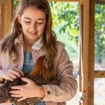 where do chickens like to be petted
