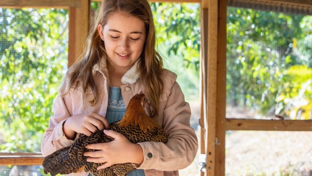 where do chickens like to be petted