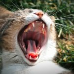 Why Did My Cat Bite My Nose?