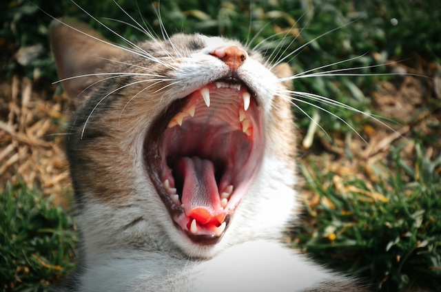 Why Did My Cat Bite My Nose?