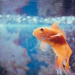What Temperature Should a Fish Tank Be for Goldfish?