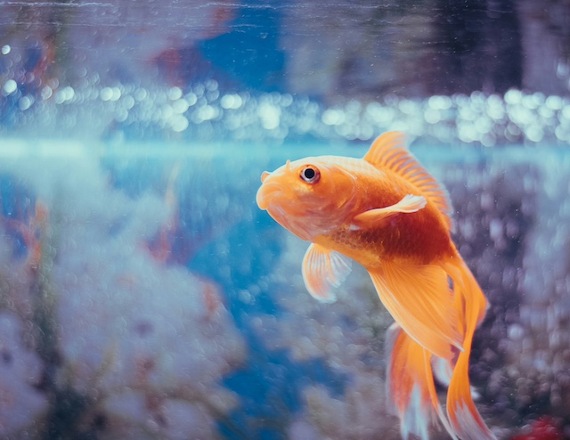 What Temperature Should a Fish Tank Be for Goldfish?