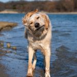 Why_My_Dog_is_Shaking_His_Head