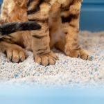 best cat litter for cats with asthma