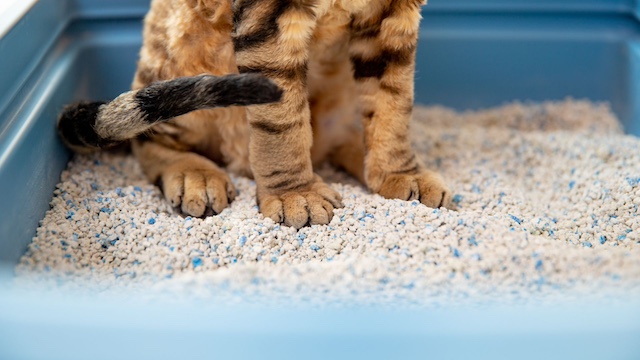 best cat litter for cats with asthma