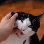 when to go to er for cat bite
