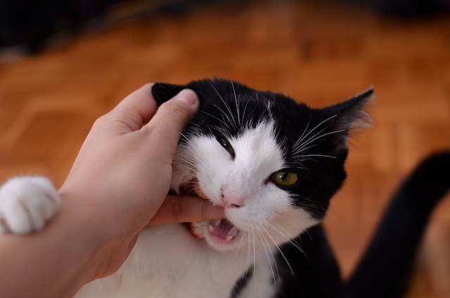 when to go to er for cat bite