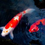 fin rot in koi