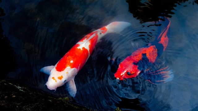 fin rot in koi