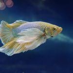 how long can a fish live with swim bladder disease