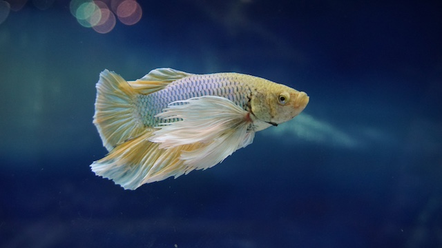 how long can a fish live with swim bladder disease