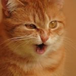 reverse sneezing cat
